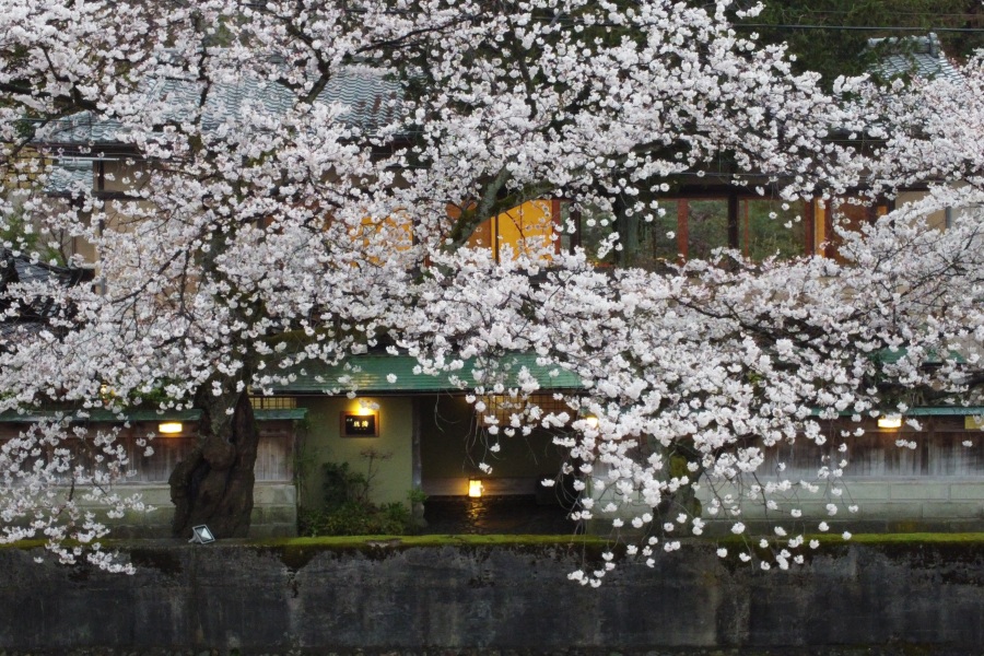 桜を愛でられる金沢のグルメスポット 