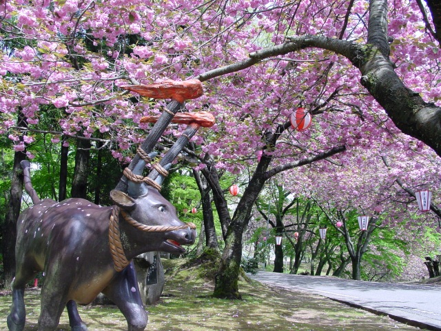 俱利迦羅さん八重桜まつり