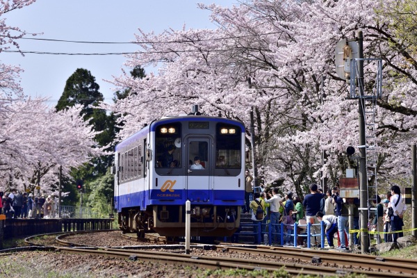 能登鹿島駅、愛称「能登さくら駅」にて桜観賞