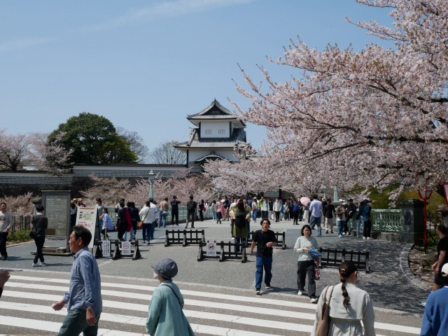 桜満開の金沢城一帯