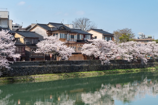 浅野川沿いの桜